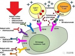 CAR-T细胞免疫治疗,CAR-T细胞免疫疗法给患者指了一条明路