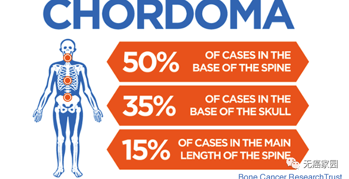 脊索瘤发病位置及概率