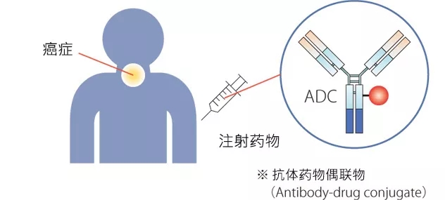 抗体偶联药物和光敏化学物质结合