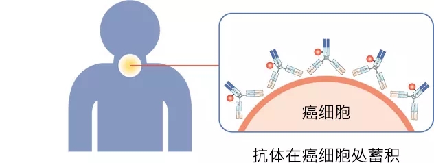 抗体在癌细胞处蓄积