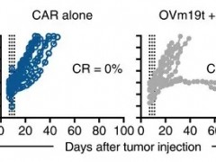 溶瘤病毒联合CAR-T细胞免疫疗法,两大抗癌"黑科技"联手,突破癌细胞的最后一层防线
