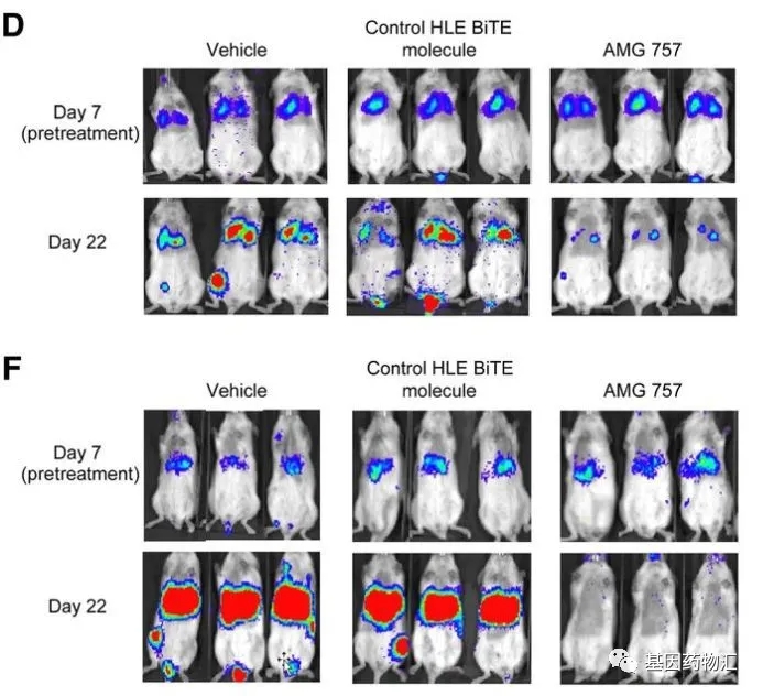 AMG757小鼠试验效果