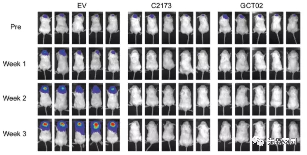 GCT02 CAR T细胞有效诱导颅内肿瘤消退