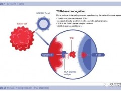 TCR-T细胞免疫疗法,TCR-T细胞免疫治疗实体瘤异军突起,TCR-T临床试验招募进行中