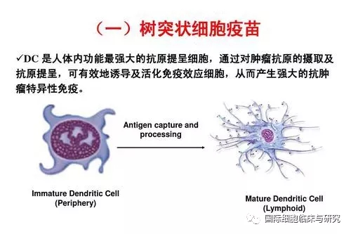 树突状细胞