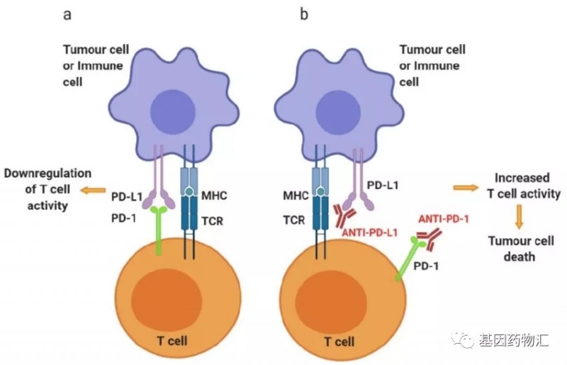 PD-1和PD-L1免疫检查点
