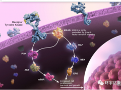 KRAS靶点介绍,KRAS G12C、KRAS G12D抑制剂等5大新KRAS靶向药物,KRAS基因突变临床试验招募患者有救了