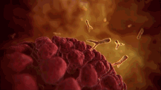 肽的免疫调节功能