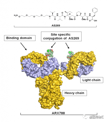 ARX788分子结构图