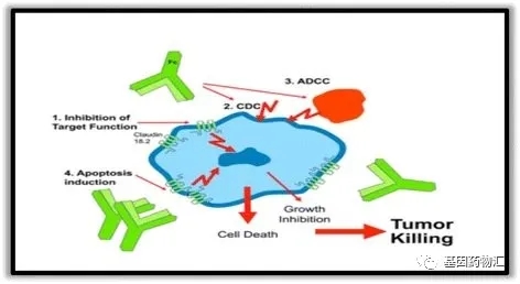 IMAB362结合Claudin 18.2靶点