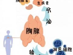 日达仙抗癌,日达仙治疗肿瘤癌症有效吗,日达仙与胸腺肽和胸腺五肽有什么区别