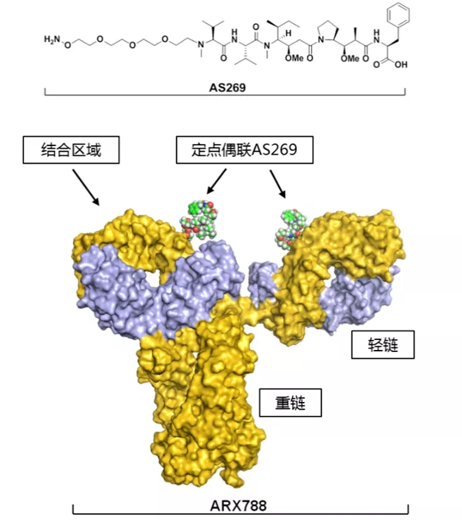 ARX788分子结构