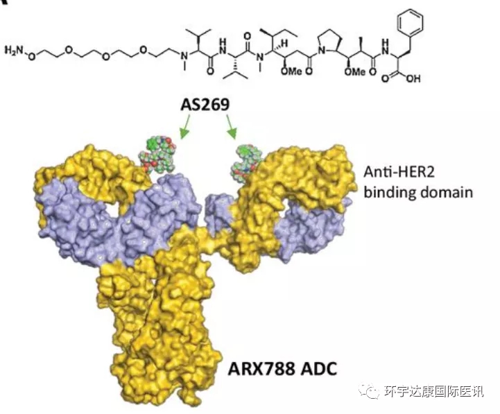 ARX788分子结构