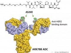 乳腺癌抗HER2靶向治疗药物,抗体偶联(ADC)药物ARX788疾病控制率100%,ARX788治疗HER2阳性的乳腺癌临床试验招募正在进行中