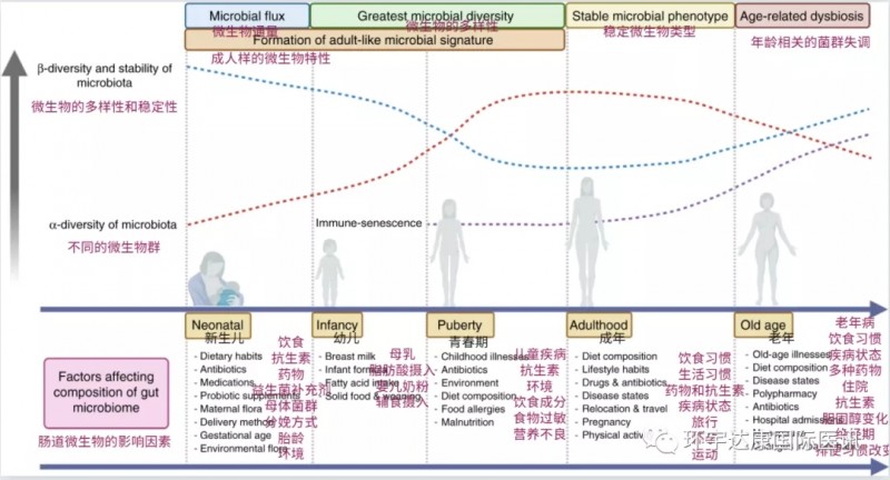 肠道微生物群的发育和各年龄阶段的影响因素