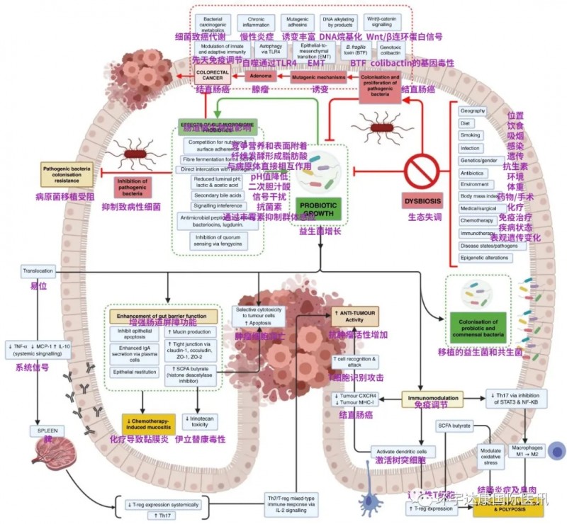 肠道微生物失调导致结直肠癌的机制及通过治疗性微生物介入对结直肠癌影响