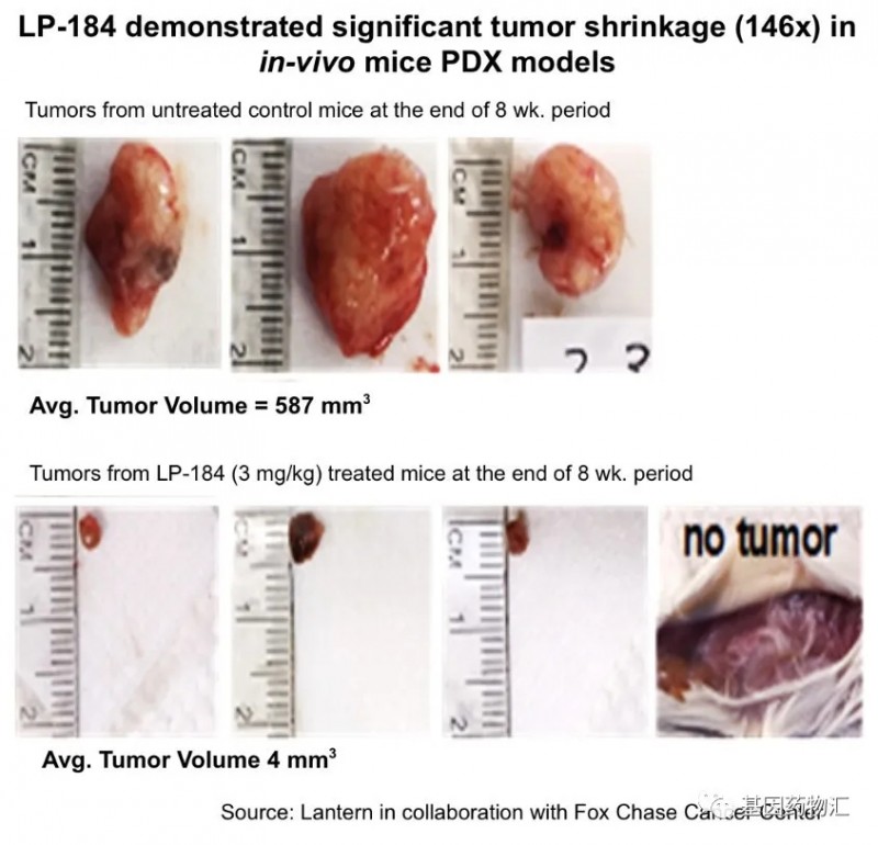 LP-184治疗胰腺癌小鼠试验的效果