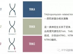 被称为钻石基因突变的NTRK基因是什么,NTRK基因检测怎么做,FDA批准上市的NTRK靶向药物有哪些,NTRK广谱抗癌药物临床试验招募正在进行中