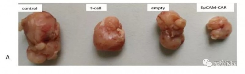 靶向EpCAM抗原的CAR-T治疗结直肠癌小鼠试验效果