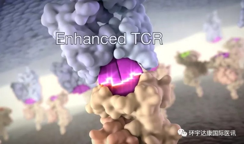 TCR-T细胞