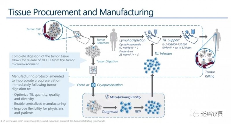 TIL细胞疗法的生产过程