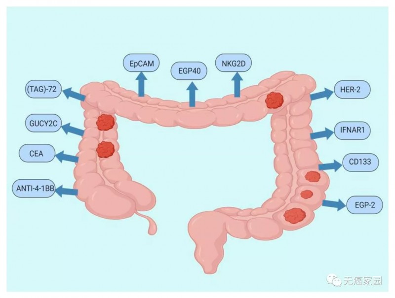 结直肠癌中CAR-T细胞免疫疗法的潜在靶点