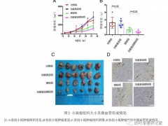 什么是功能性食品,功能性食品有哪些,功能食品五神天然全息营养粉可以帮助患者抗癌