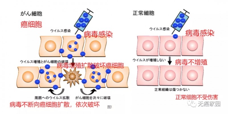 溶瘤病毒治疗原理