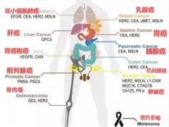 已经上市的CAR-T疗法有哪些,靶向CD19、CD20、CD22、CD4、GPC3、Claudin18.2、间皮素(Mesothelin)等靶点的CAR-T临床试验招募正在进行中