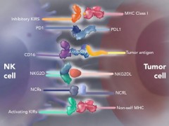 肺癌NK细胞疗法治疗,自体NK细胞疗法SNK01联合PD-1帕博利珠单抗(Pembrolizumab、Keytruda)效果倍增