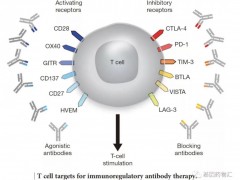 新免疫治疗靶点4-1BB(CD137、TNFRSF9)潜力独特,多款4-1BB激动剂临床试验招募开启