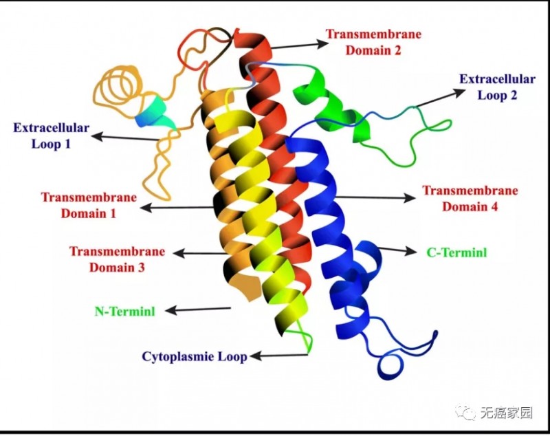 claudins蛋白结构示意图