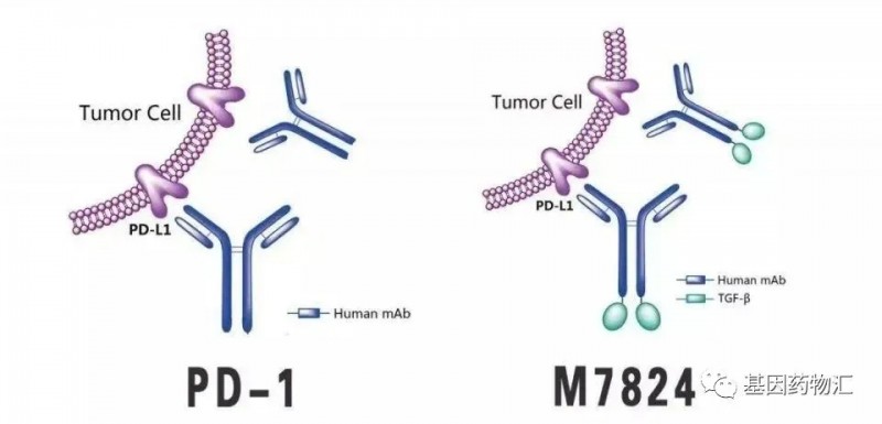 M7824分子结构