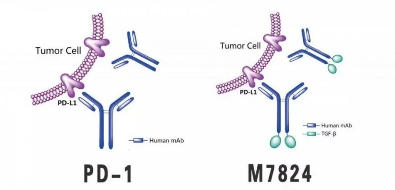 PD-1和M7824的分子结构