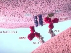 德瓦鲁单抗（durvalumab，IMFINZI）