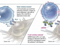 西米普利单抗（Cemiplimab，Libtayo）
