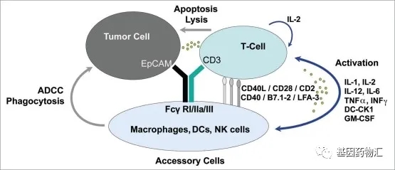 EpCAM和CD3为靶标的双靶点药物
