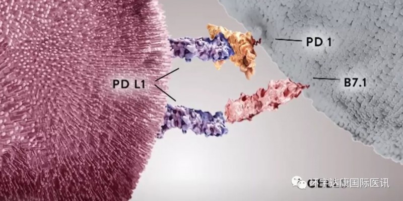 免疫PD-1和PD-L1靶点