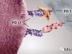 2021年中国国内上市的癌症肿瘤免疫治疗(PD-1/PD-L1)药物有哪些
