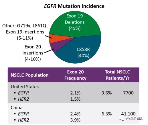 EGFR突变概率