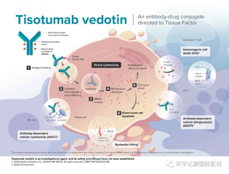Telisotuzumab Vedotin分子结构