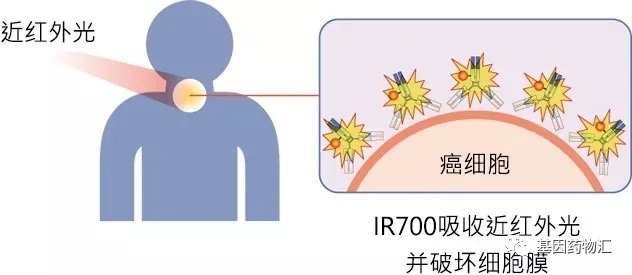 IR700吸收近红外光并破坏癌细胞膜