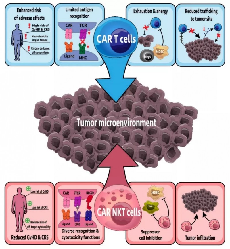 CAR-NKT细胞杀灭癌细胞