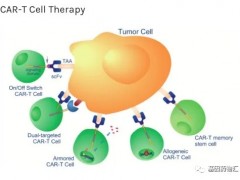 靶向CD19和CD20的双靶点CAR-T疗法C-CAR039治疗复发或难治性弥漫性大B细胞淋巴瘤获FDA快速通道资格