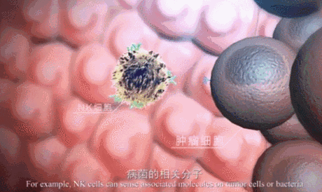 NK细胞杀死癌细胞