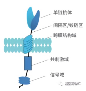 嵌合抗原受体CAR