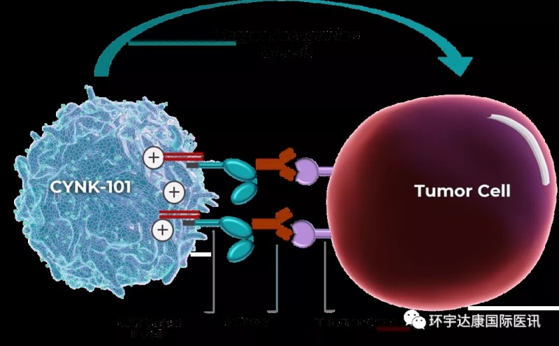 CYNK-101杀伤癌细胞的原理