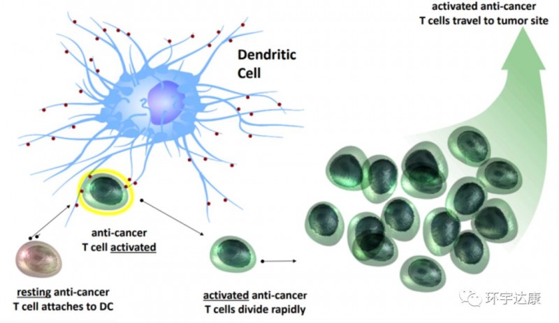 树突细胞识别癌细胞