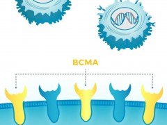 BCMA CAR-T疗法,靶向BCMA的CAR-T细胞免疫疗法正在成为攻克难治癌症的新希望