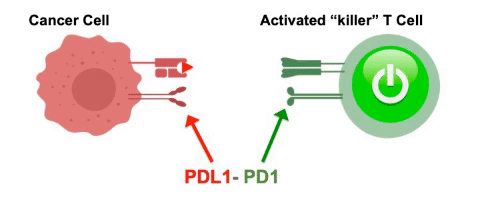 PD-1和PD-L1的关系